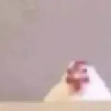 CATXICE
